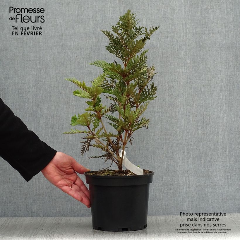 Exemplar von Lomatia ferruginea - Lomatie ferrugineuse Pot de 3L/4L wie im Winter geliefert