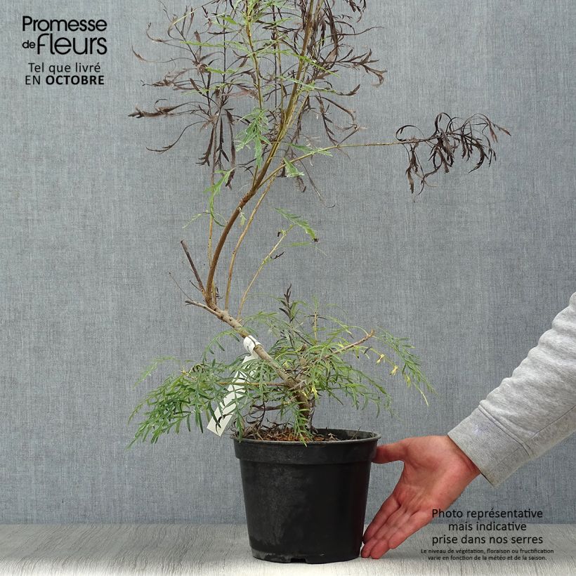 Exemplar von Lomatia silaifolia - Buisson frisé ou fougère persil Pot de 3L/4L wie im Herbst geliefert