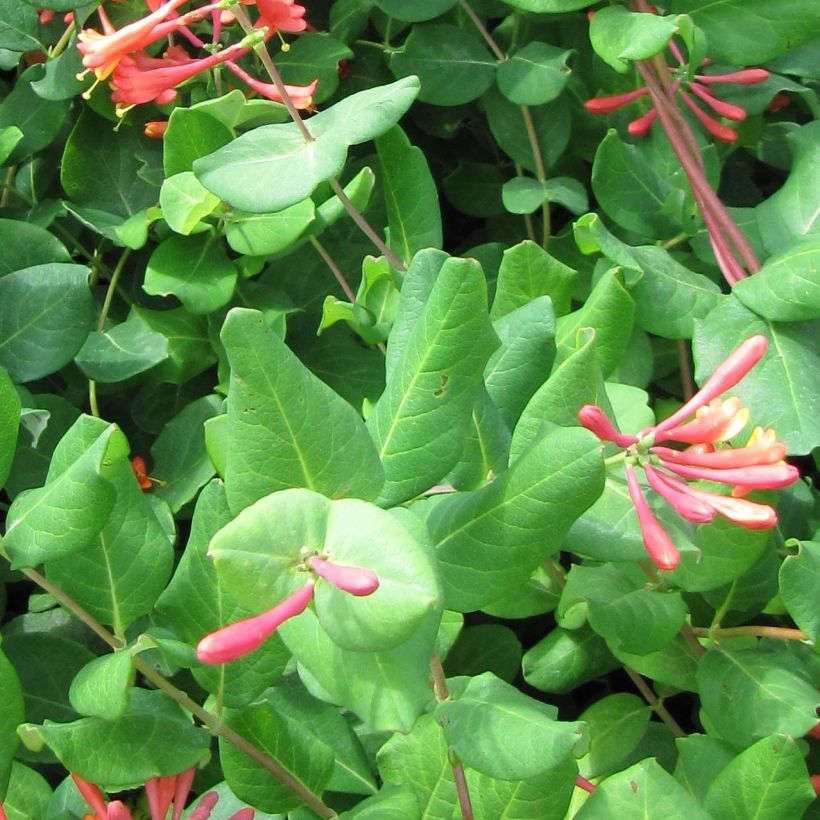 Lonicera brownii - Geißblatt (Laub)