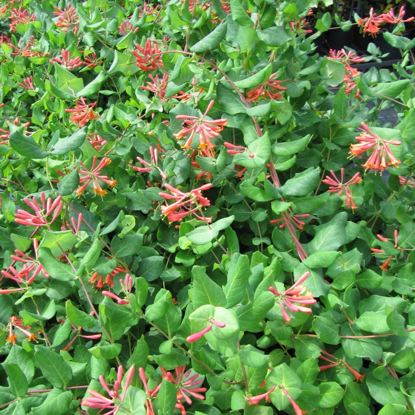 Lonicera brownii - Geißblatt (Blüte)