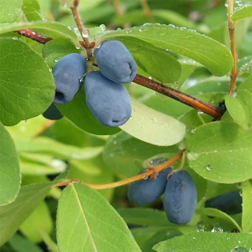 Heckenkirsche - Lonicera kamtschatica (Ernte)