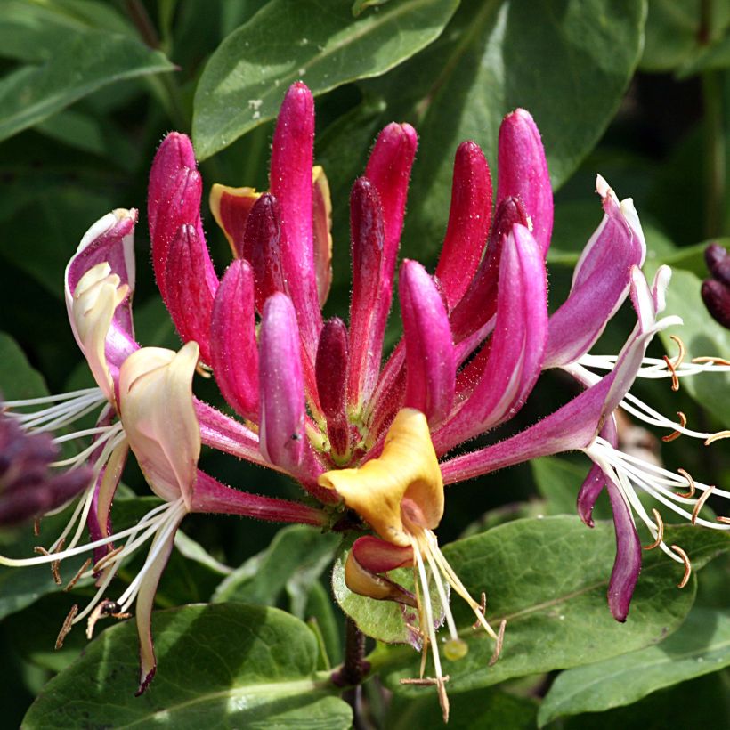 Lonicera caprifolium - Jelängerjelieber (Blüte)