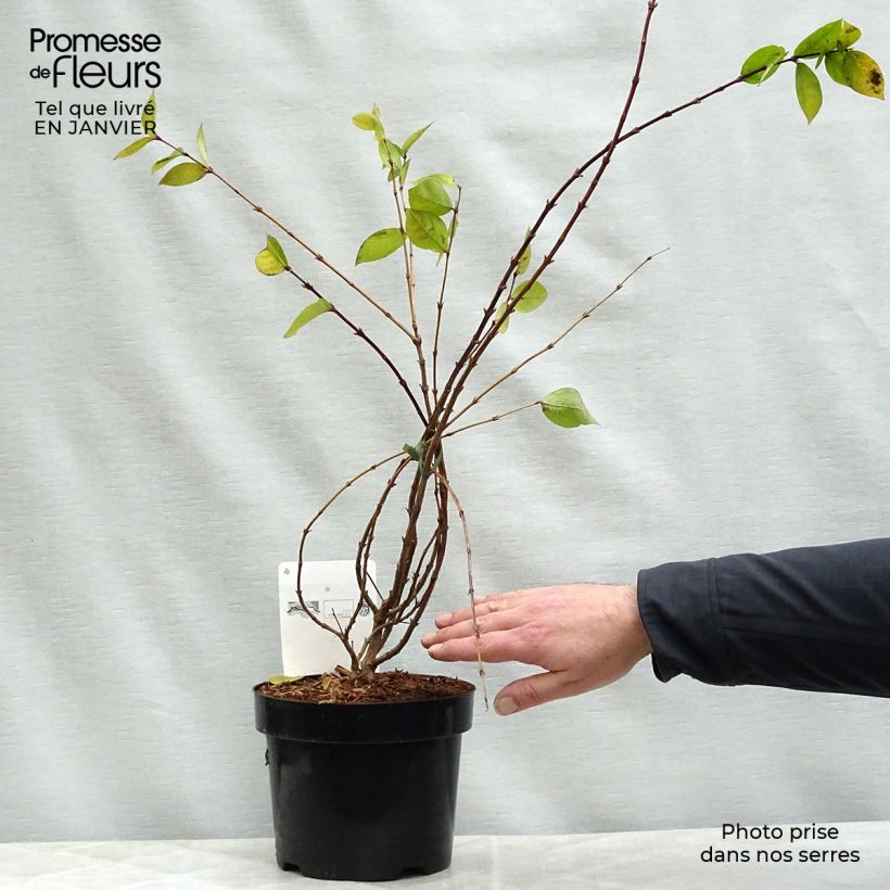 Exemplar von Lonicera fragrantissima 40/50cm en pot de 2L  - Chèvrefeuille d'hiver  wie im Winter geliefert