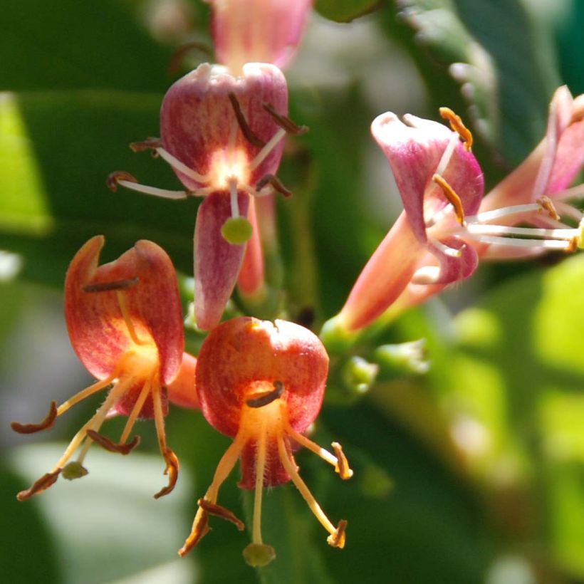 Lonicera henryi - Immergrünes Geißblatt (Blüte)