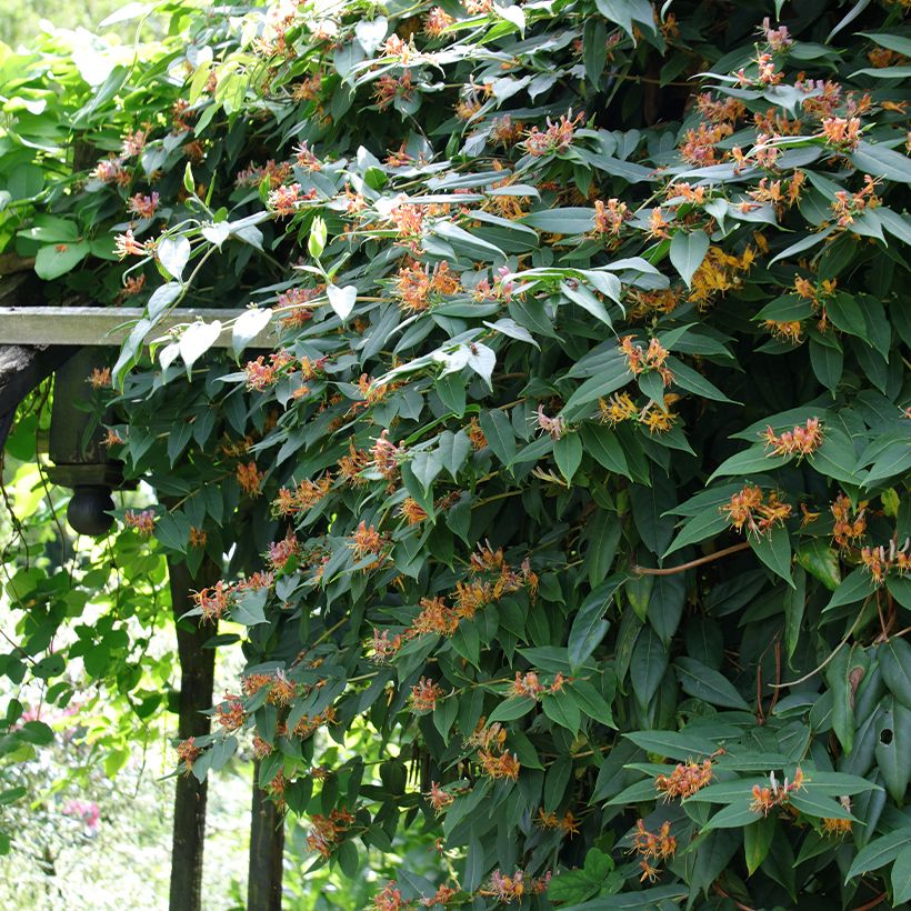 Lonicera henryi - Immergrünes Geißblatt (Hafen)