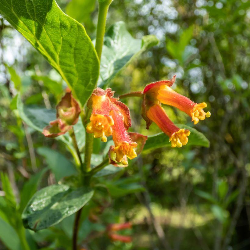 Lonicera involucrata var. ledebourii - Geißblatt (Blüte)