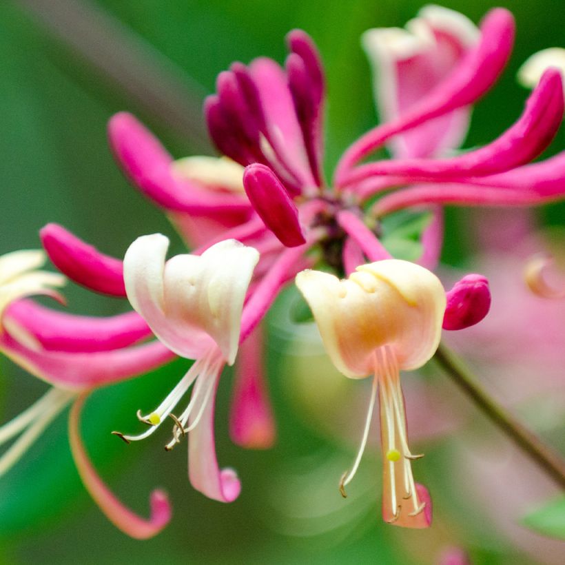 Lonicera japonica Dart's world - Japanisches Geißblatt (Blüte)