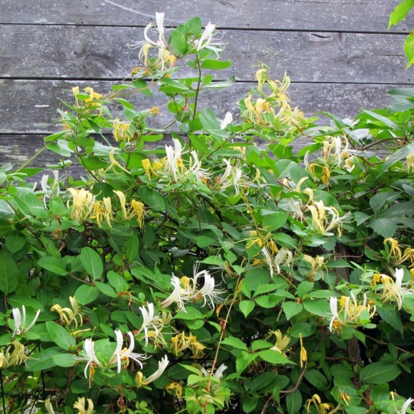 Lonicera japonica Sweet Isabel - Japanisches Geißblatt (Hafen)