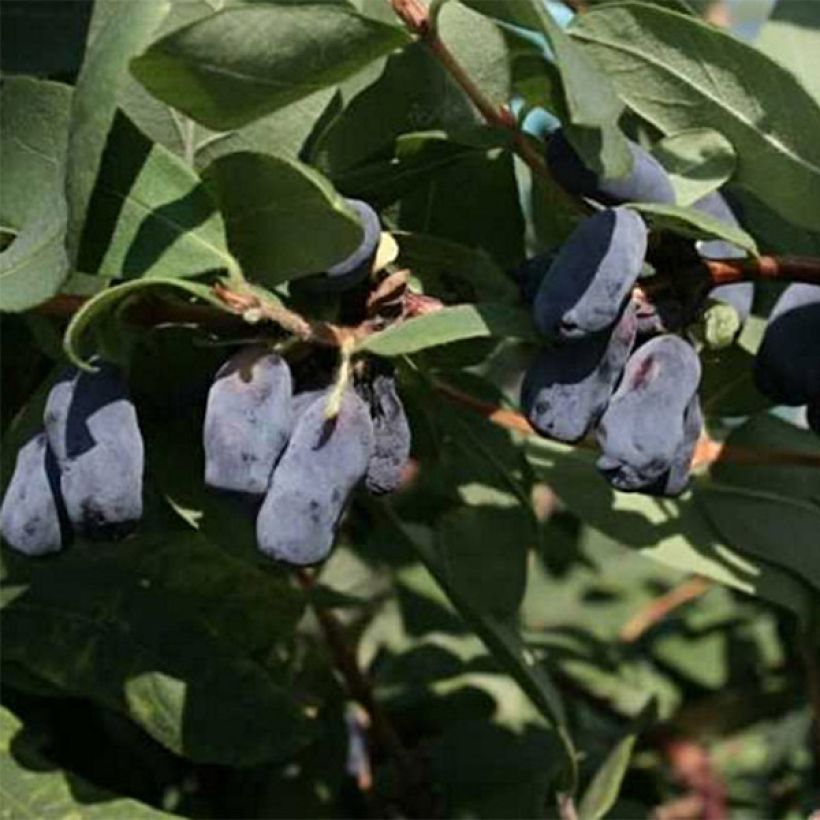 Heckenkirsche Fialka - Lonicera kamtschatica (Blüte)