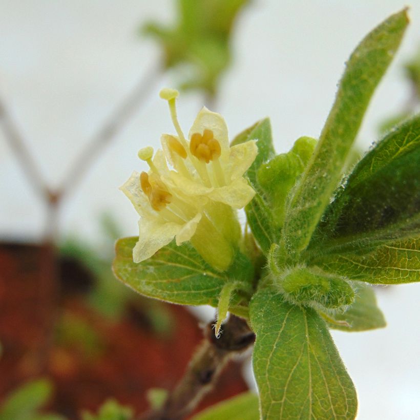 Heckenkirsche Sweet Myberry 'Borealis' - Lonicera kamtschatica (Blüte)