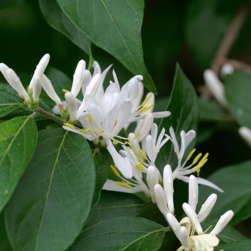 Lonicera maackii - Schirm-Heckenkirsche (Blüte)