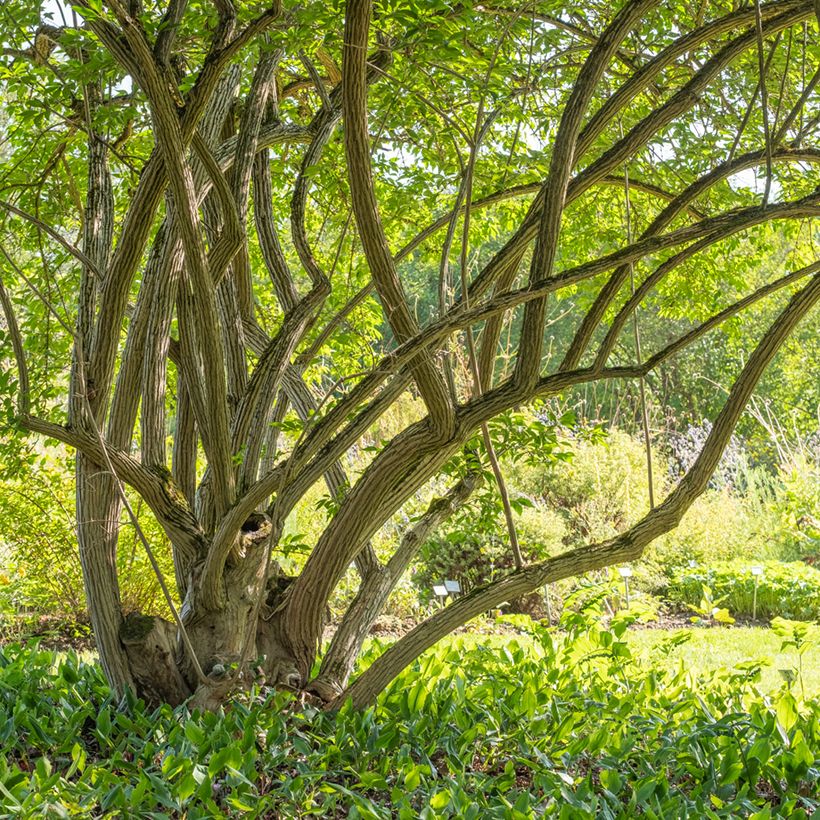 Lonicera maackii - Schirm-Heckenkirsche (Hafen)