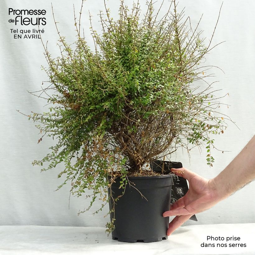 Exemplar von Lonicera nitida 50/60cm en pot de 5L wie im Frühjahr geliefert