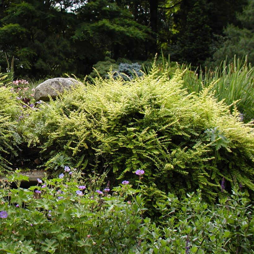 Lonicera nitida - Heckenmyrte (Hafen)