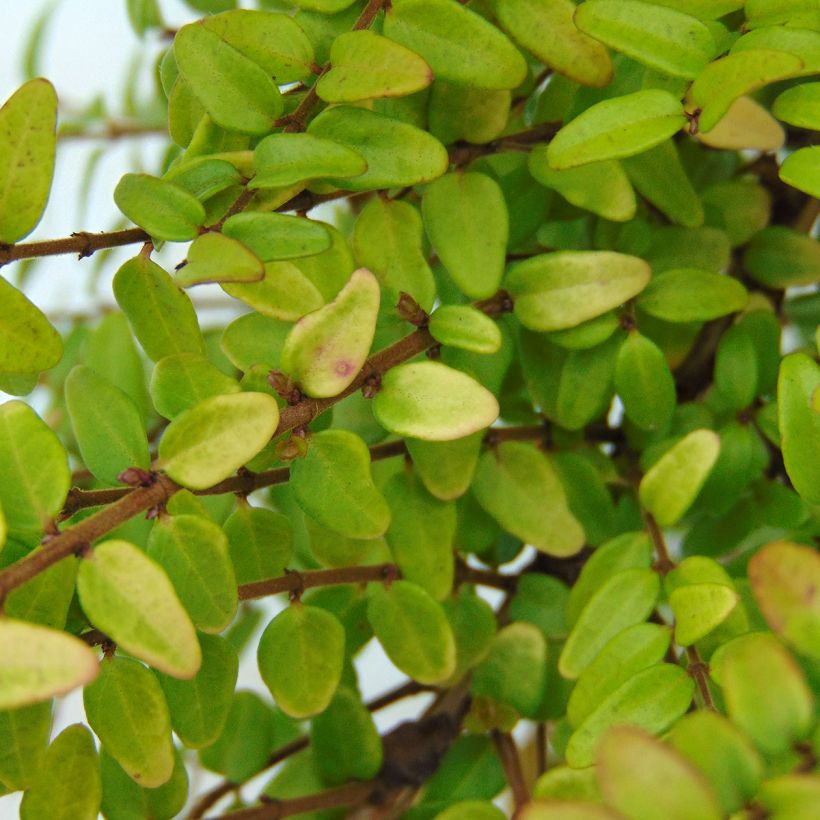 Lonicera nitida Baggesen's Gold - Heckenmyrte (Laub)