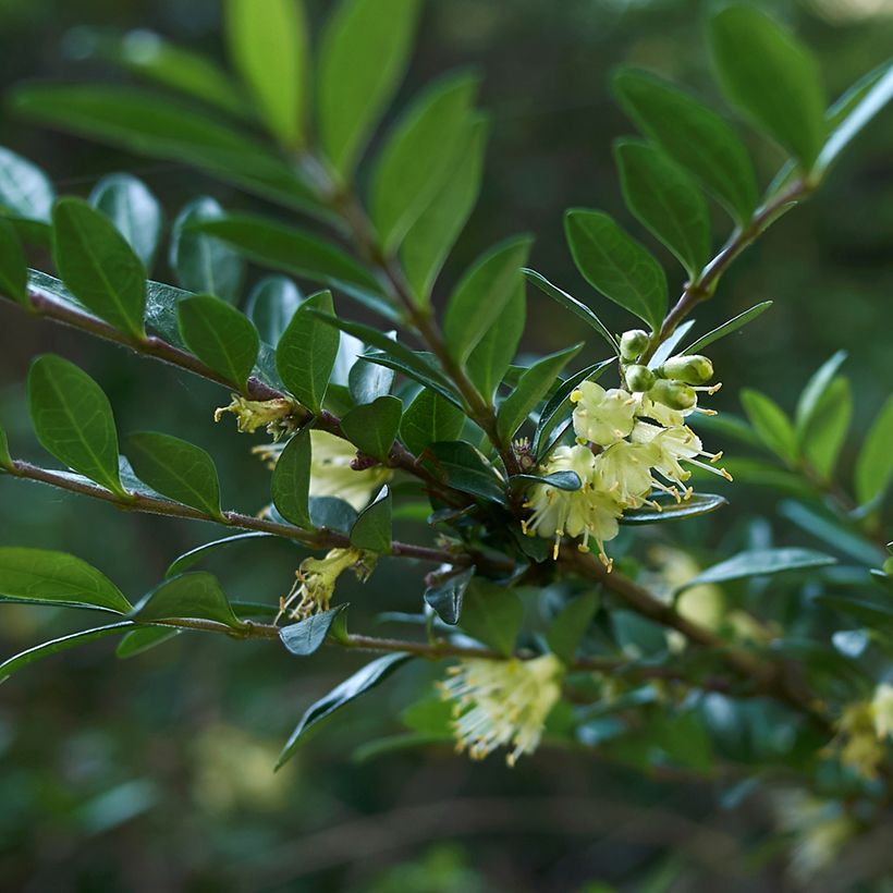 Lonicera nitida - Heckenmyrte (Blüte)