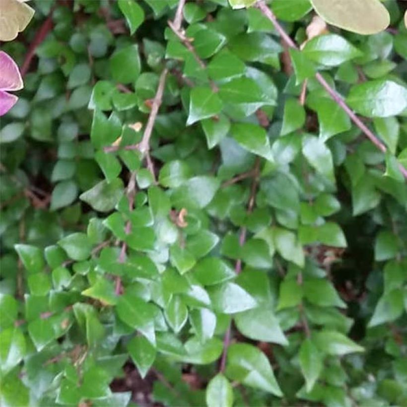 Lonicera nitida Red Tips - Heckenmyrte (Laub)