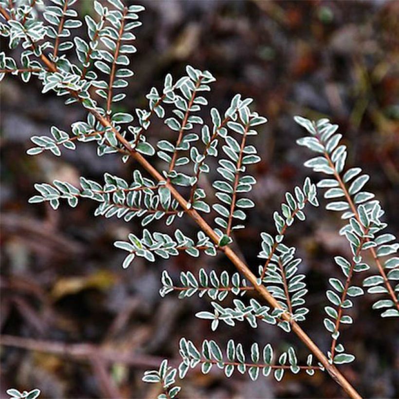 Lonicera nitida Silver Beauty - Heckenmyrte (Laub)