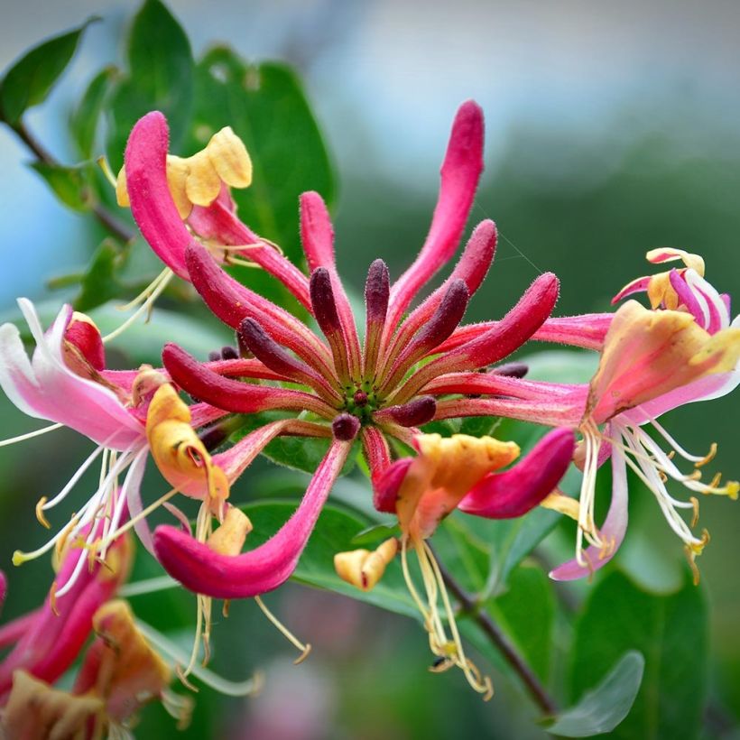 Lonicera periclymenum Belgica Select - Wald-Geißschlinge (Blüte)