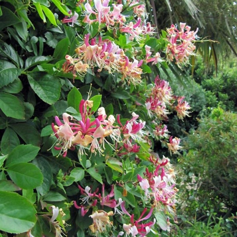 Lonicera periclymenum Belgica Select - Wald-Geißschlinge (Hafen)