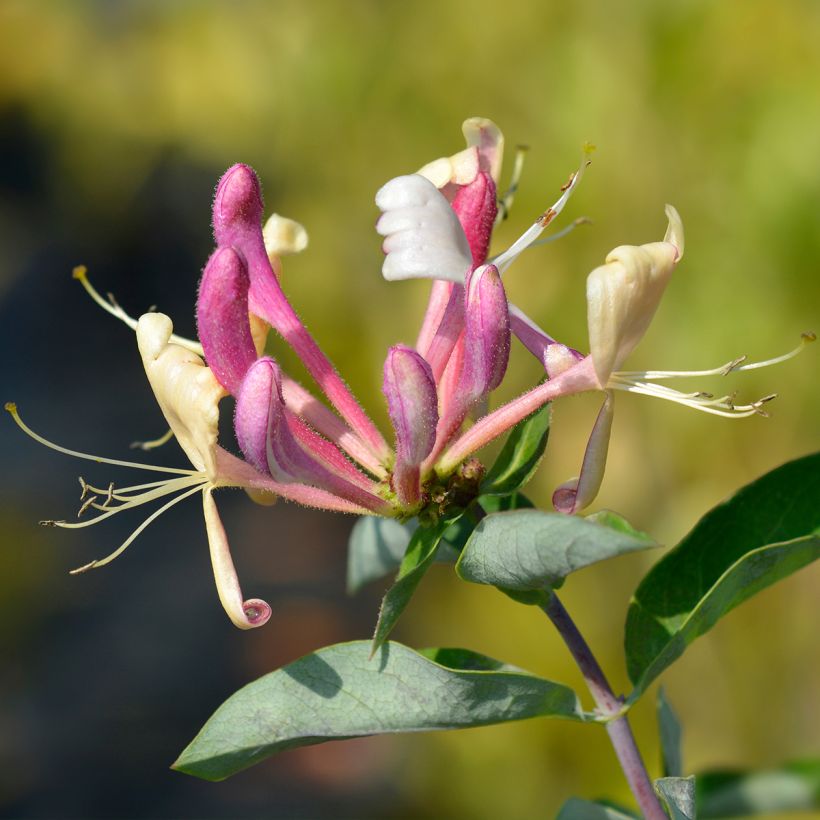 Lonicera periclymenum Belgica - Wald-Geißschlinge (Blüte)