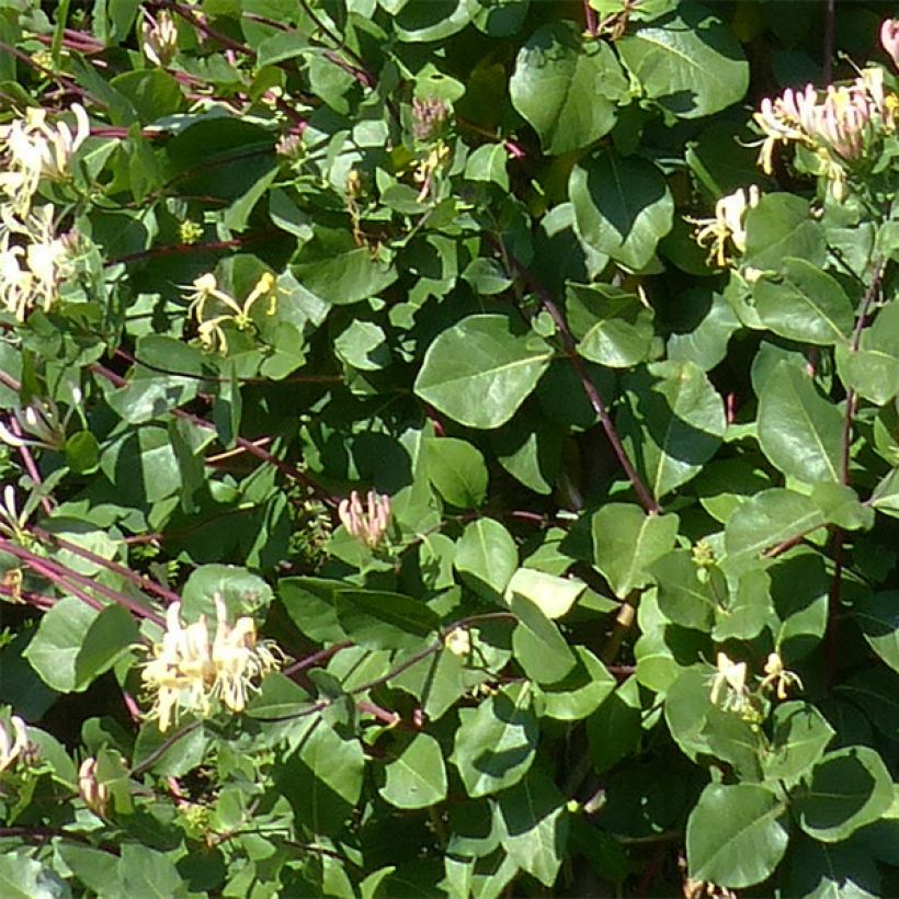 Lonicera periclymenum Graham thomas - Wald-Geißschlinge (Laub)