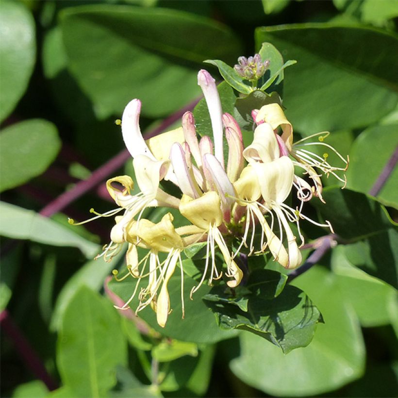 Lonicera periclymenum Graham thomas - Wald-Geißschlinge (Blüte)