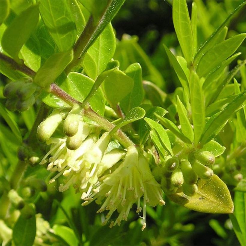 Lonicera pileata - Böschungsmyrthe (Blüte)