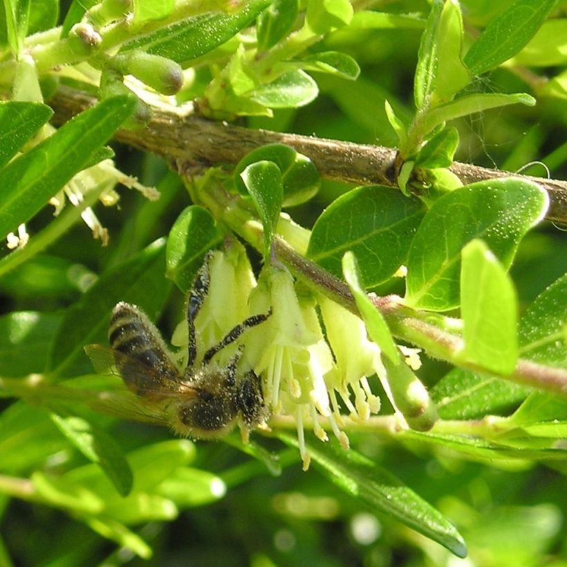 Lonicera pileata Mossgreen - Böschungsmyrthe (Blüte)