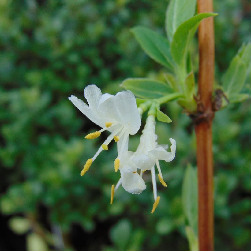 Lonicera purpusii Winter Beauty - Winter-Heckenkirsche (Blüte)