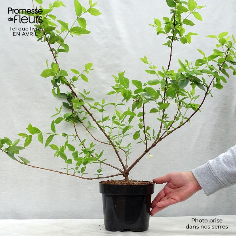 Exemplar von Lonicera purpusii Winter Beauty - Winter-Heckenkirsche Topf mit 3L/4LGelieferte Höhe ca. 40/50cm wie im Frühjahr geliefert