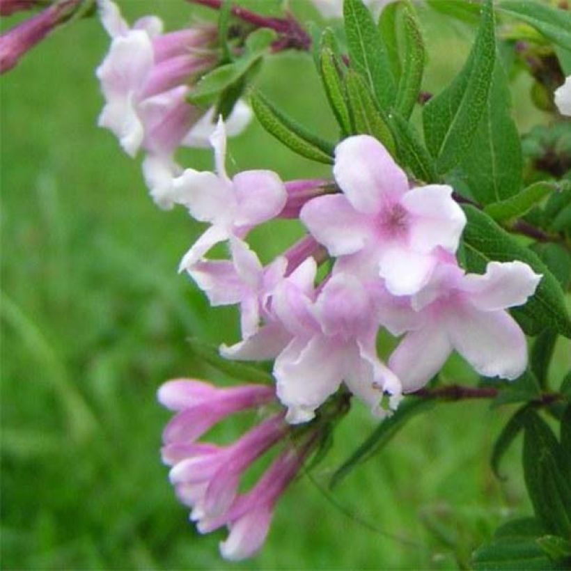 Lonicera syringantha - Heckenkirsche (Blüte)