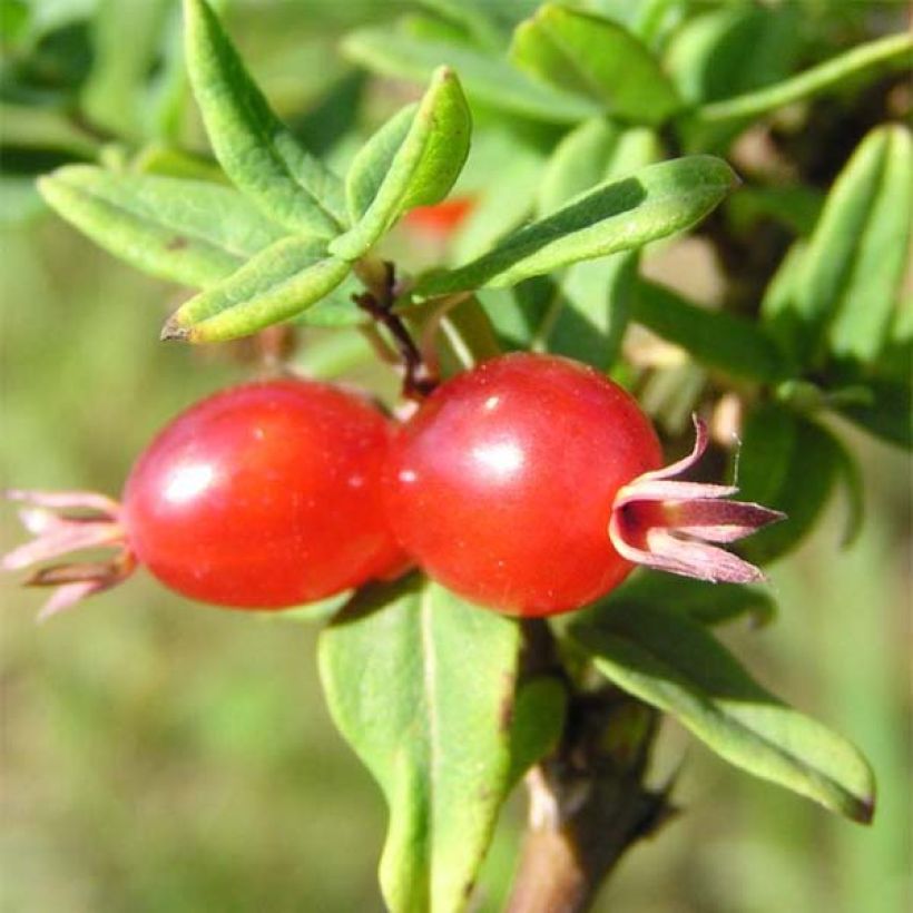 Lonicera syringantha - Heckenkirsche (Ernte)