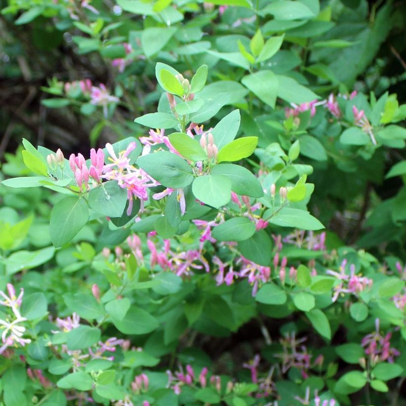 Lonicera tatarica - Tatarische Heckenkirsche (Laub)