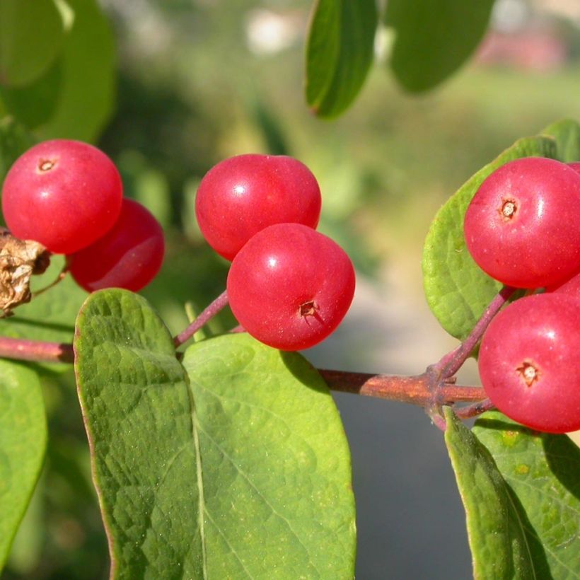 Lonicera tatarica - Tatarische Heckenkirsche (Ernte)