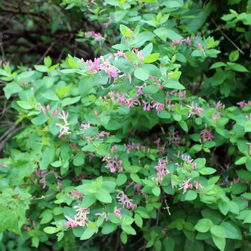 Lonicera tatarica - Tatarische Heckenkirsche (Hafen)