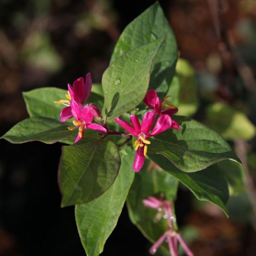 Lonicera tatarica Arnold Red - Tatarische Heckenkirsche (Blüte)