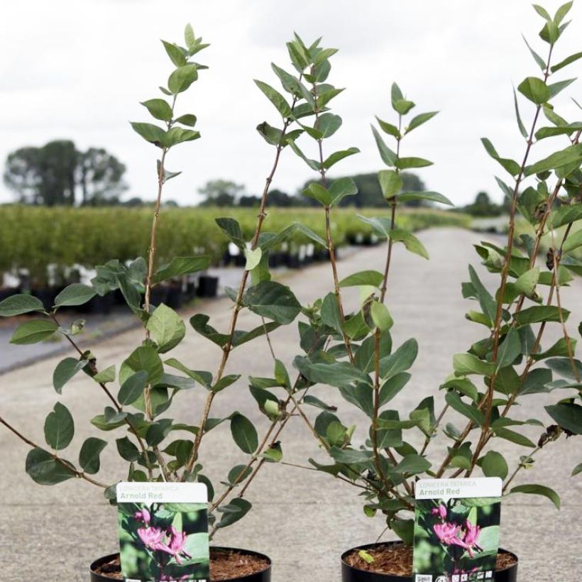 Lonicera tatarica Arnold Red - Tatarische Heckenkirsche (Hafen)