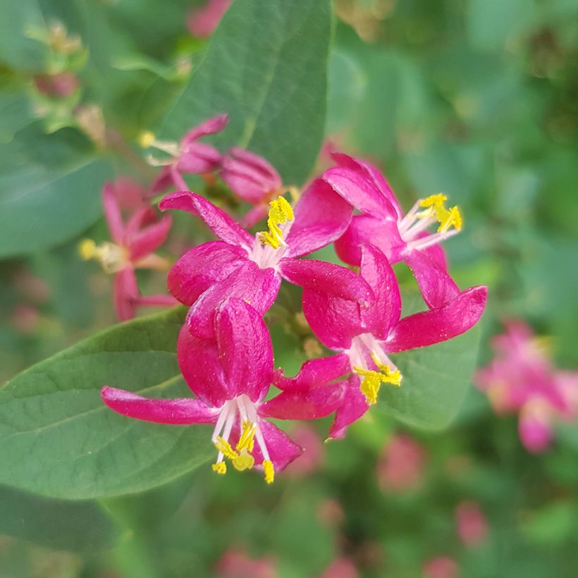 Lonicera tatarica Arnold Red - Tatarische Heckenkirsche (Blüte)