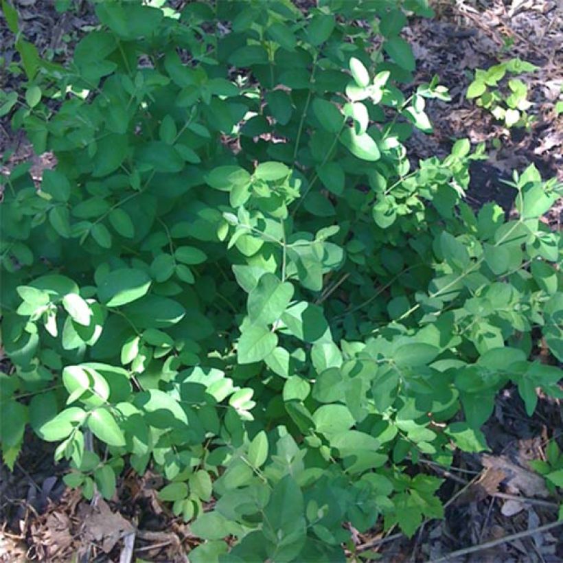 Lonicera tatarica Hack's Red - Tatarische Heckenkirsche (Laub)