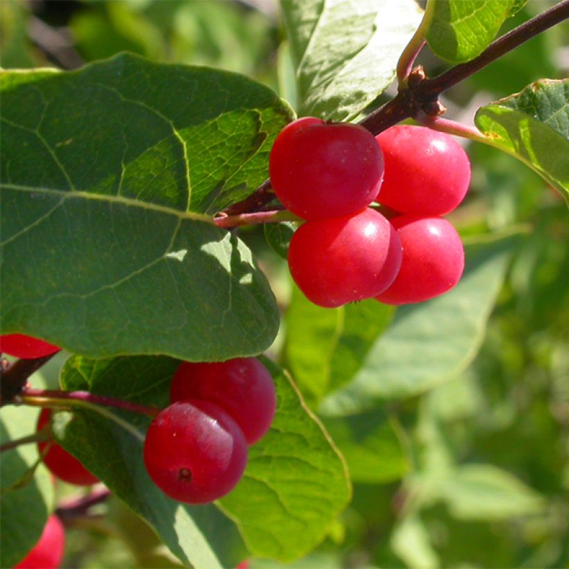 Lonicera tatarica Hack's Red - Tatarische Heckenkirsche (Ernte)