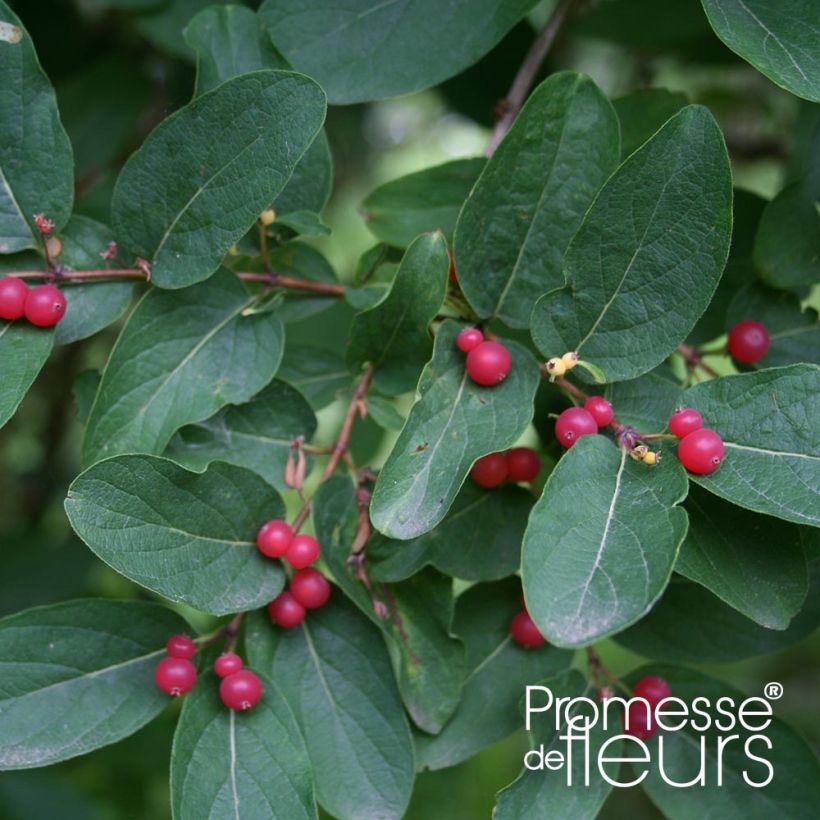 Lonicera tatarica Rosea - Tatarische Heckenkirsche (Laub)