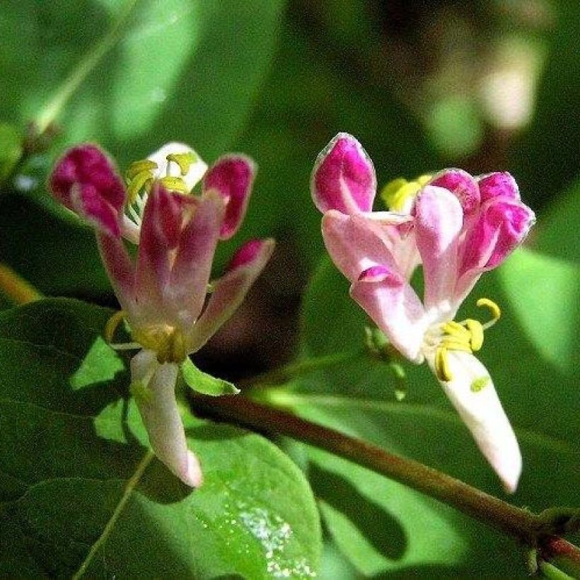 Lonicera tatarica Rosea - Tatarische Heckenkirsche (Blüte)