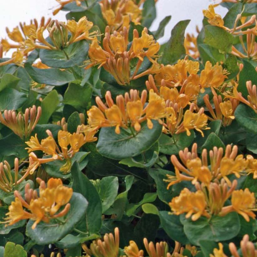 Lonicera tellmaniana - Gold-Geißblatt (Hafen)