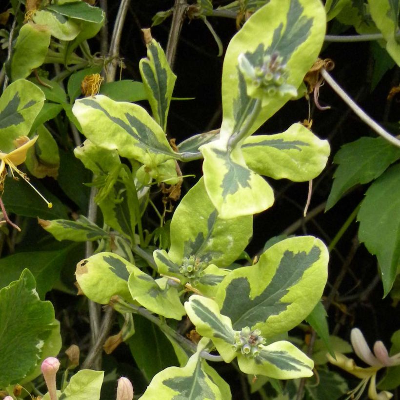 Lonicera Harlequin - Wald-Geißschlinge (Laub)