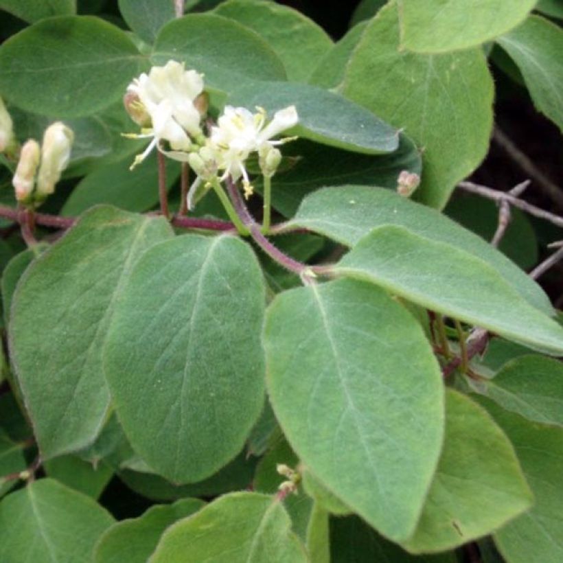 Lonicera xylosteum - Geißblatt (Laub)