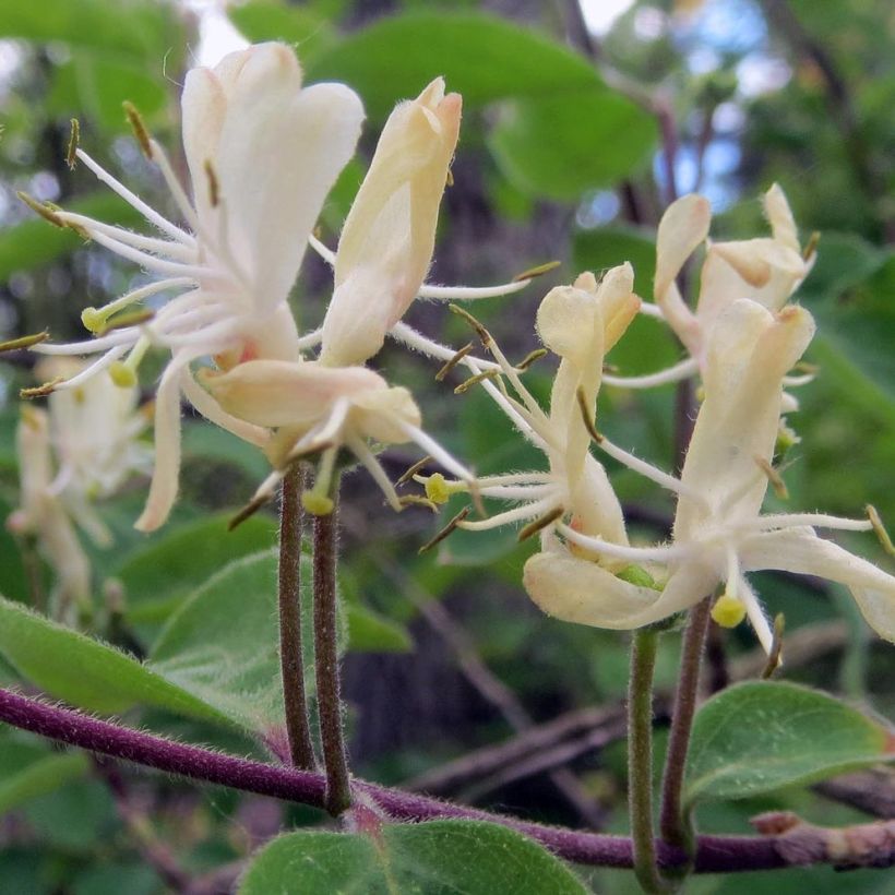 Lonicera xylosteum - Geißblatt (Blüte)