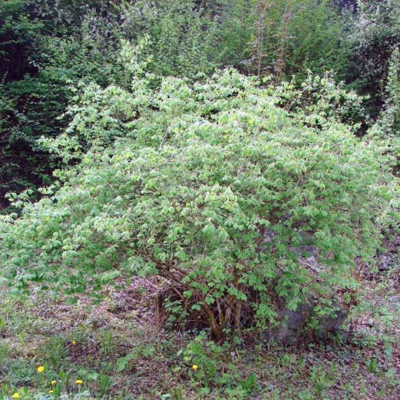 Lonicera xylosteum - Geißblatt (Hafen)