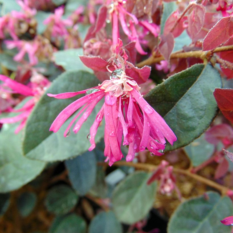 Loropetalum chinense Fire dance - Riemenblüte (Blüte)