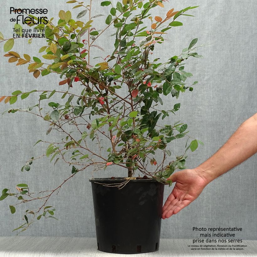 Exemplar von Loropetalum Chinense Fire dance en pot de 7,5L/10L wie im Herbst geliefert